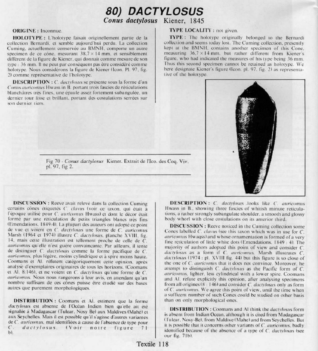 Conus dactyliosus, Kiener 1845